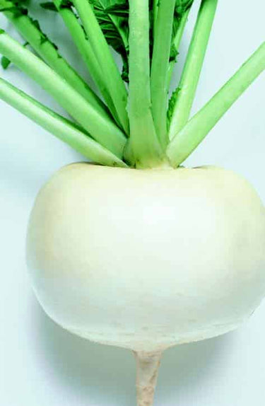Just Right Hybrid Turnip Seeds